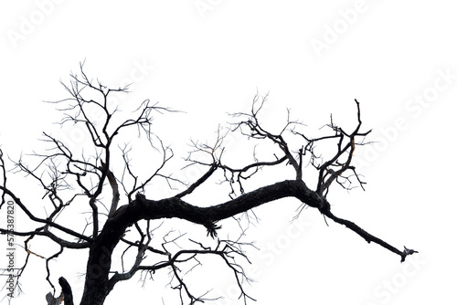 Dead branches , Silhouette dead tree or dry tree on white background. 