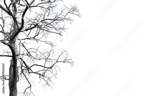 Dead branches , Silhouette dead tree or dry tree  on white background.   © krsprs