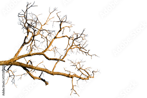 Dead branches   Silhouette dead tree or dry tree  on white background.  