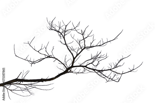 Dead branches , Silhouette dead tree or dry tree on white background. 