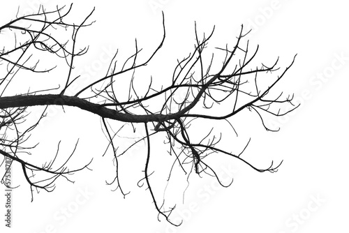 Tableau sur toile Dead branches , Silhouette dead tree or dry tree  on white background