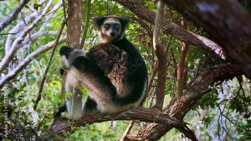 Indri indri - Babakoto the largest lemur of Madagascar has a black and white coat, climbing or clinging, moving through the canopy, herbivorous, feeding on leaves and seeds, fruits and flowers.