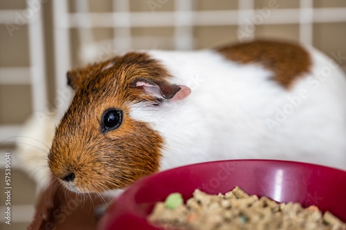 Guinea pig eating condensed fiber pellets from a food tray.