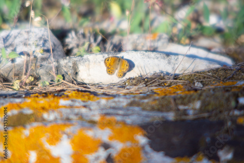 orange moss on the stone with orange butterfly