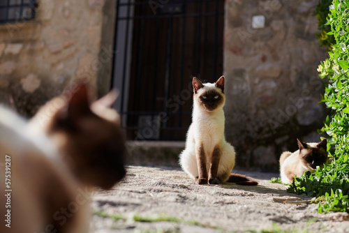 Stray cats, european streets