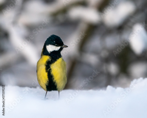 Great Tit in winter time standing in the snow