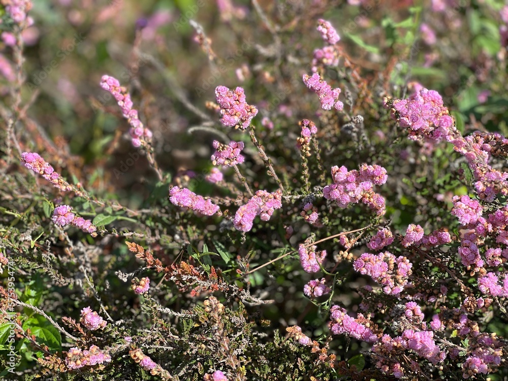 Fototapeta premium Heather shrub with pink flowers.