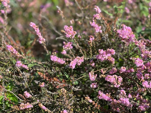 Heather shrub with pink flowers.