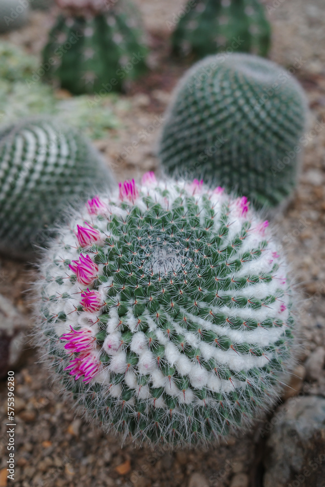 Garden of Mammillaria green cactus with pink blooming flowers Garden of Mammillaria green cactus with pink blooming flowers