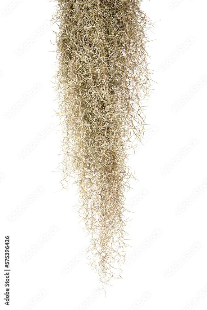 image to crop
