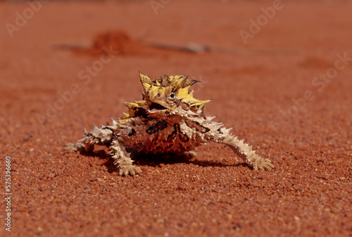 Thorny devil