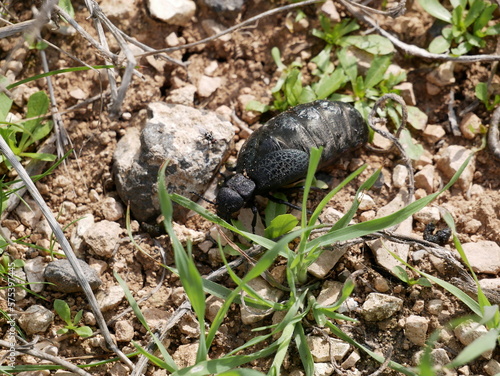 A female of a large black beetle without wings on a sunny spring day. A poisonous beetle with a soft belly on stony soil among green grass. Meloe proscarabaeus in its natural environment.