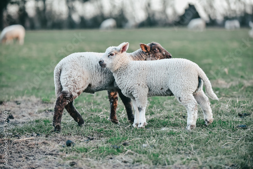 Spring Lambs hugging