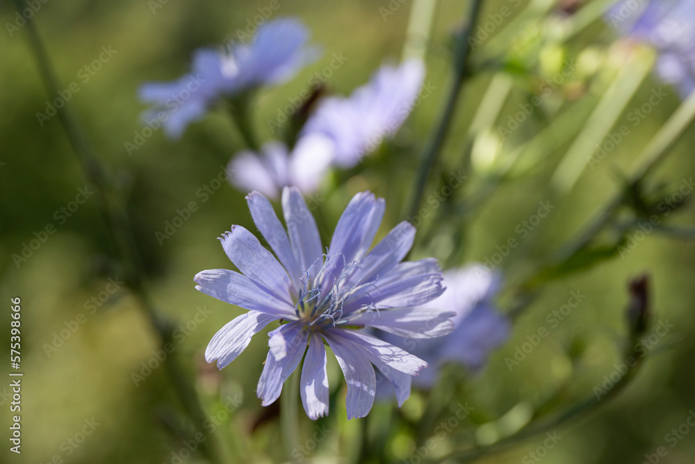 Fototapeta premium chicory flowers on a green field