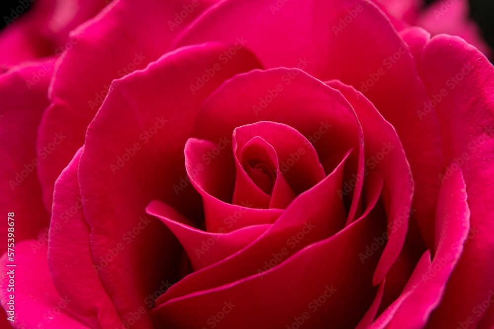 pink rose flower macro large pink rose flower macro large