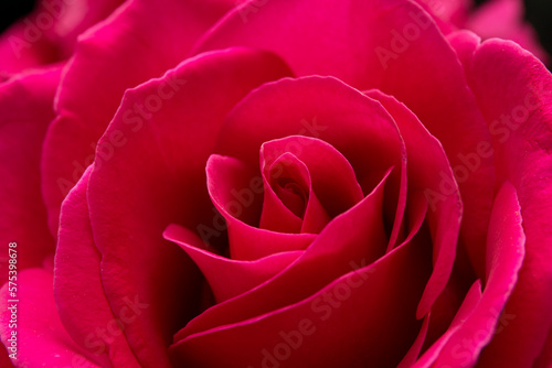 pink rose flower macro large