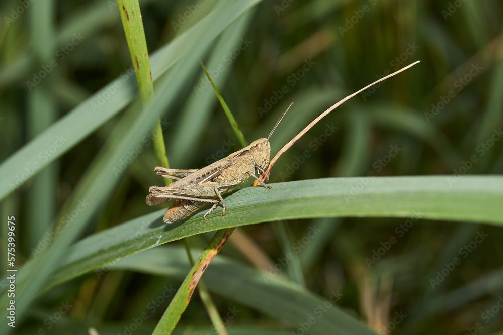 Locust are sitting in the grass on the lawn. Locust, acrides - several species of insects of the family of true locusts (Acrididae). Locust are sitting in the grass on the lawn. Locust, acrides - several species of insects of the family of true locusts (Acrididae).