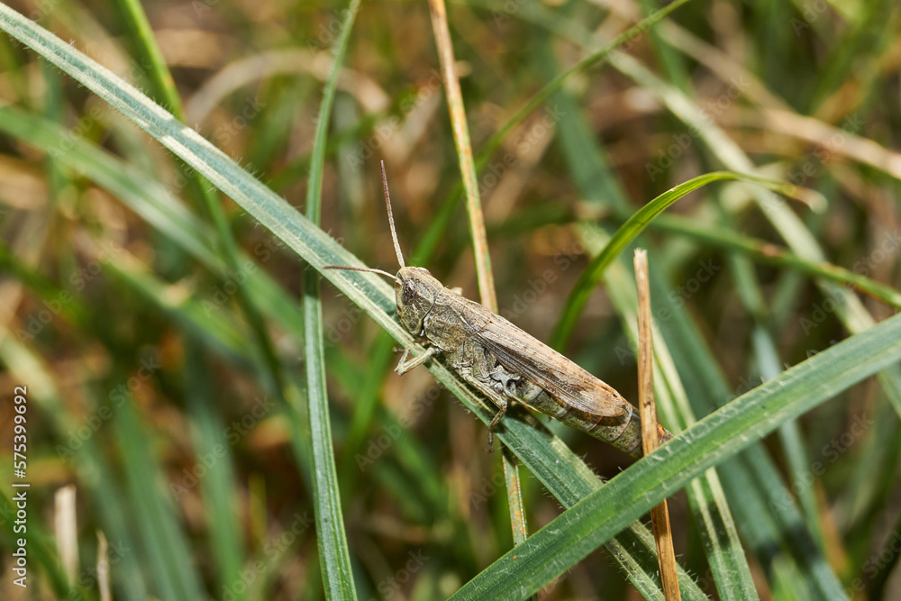 Locust are sitting in the grass on the lawn. Locust, acrides - several species of insects of the family of true locusts (Acrididae). Locust are sitting in the grass on the lawn. Locust, acrides - several species of insects of the family of true locusts (Acrididae).