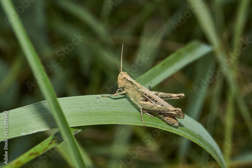 Locust are sitting in the grass on the lawn. Locust, acrides - several species of insects of the family of true locusts (Acrididae). © Andrei