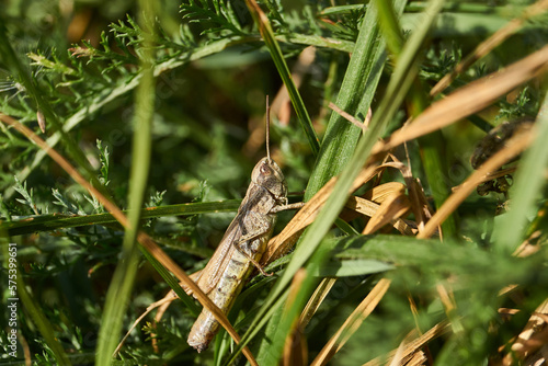 Locust are sitting in the grass on the lawn. Locust, acrides - several species of insects of the family of true locusts (Acrididae).