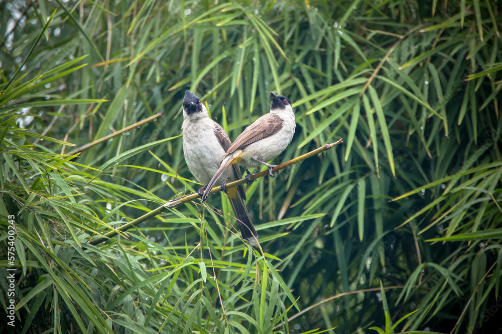 Obraz premium The sooty-headed bulbul (Pycnonotus aurigaster)