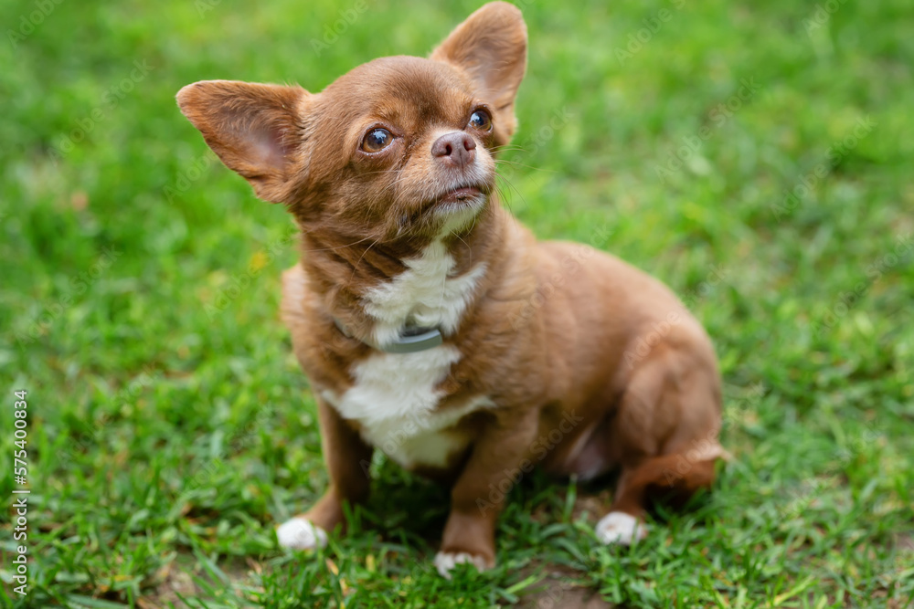 Portrait of a happy and healthy short-haired chihuahua dog sitting in a garden against a background of green grass, smiling and floating away into the distance.