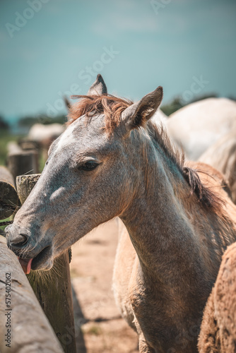 caballos en libertad pasturando