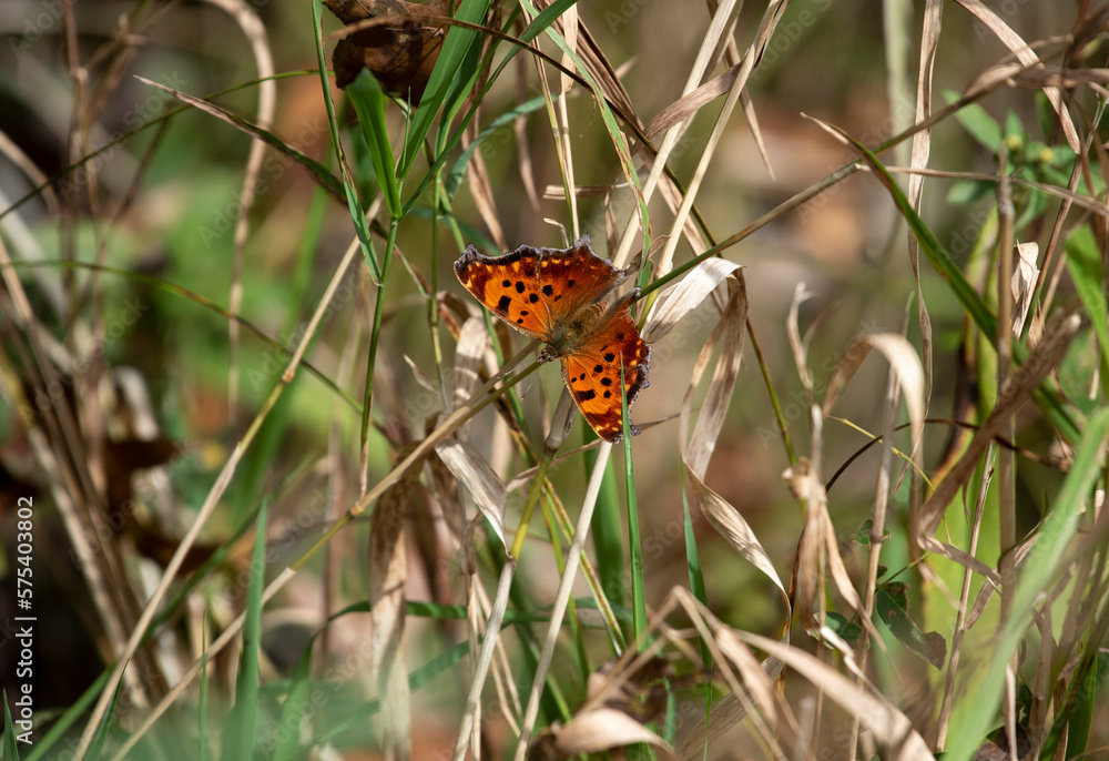 Eastern Comma