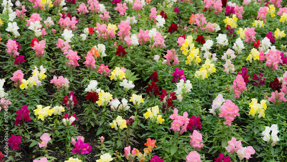 Canteiro colorido, com  flores boca-de-leão