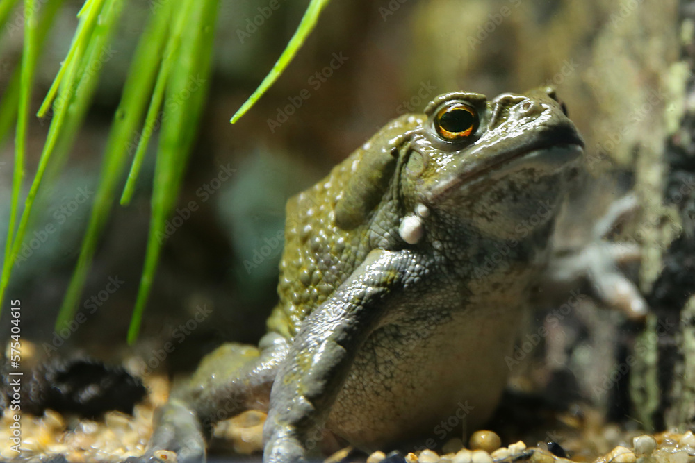 Fototapeta premium Toad in the aquarium behind the glass (Duttaphrynus melanostictus)
