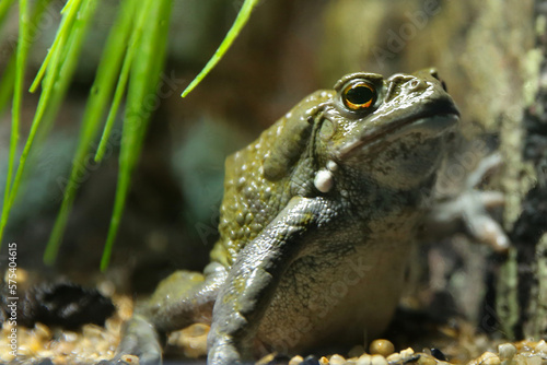 Toad in the aquarium behind the glass (Duttaphrynus melanostictus)