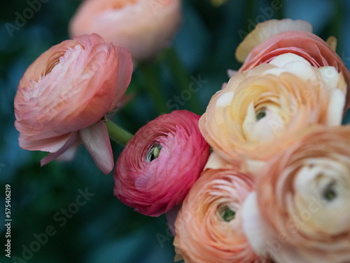 pink ranunkel in a vase photo