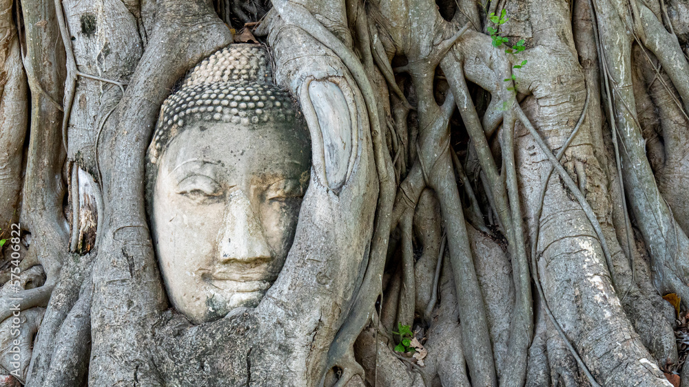 Stone sculpture of Buddha's face embedded in tree roots