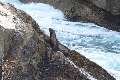 Wallpaper Mural Alaska Seal on Rock Torontodigital.ca