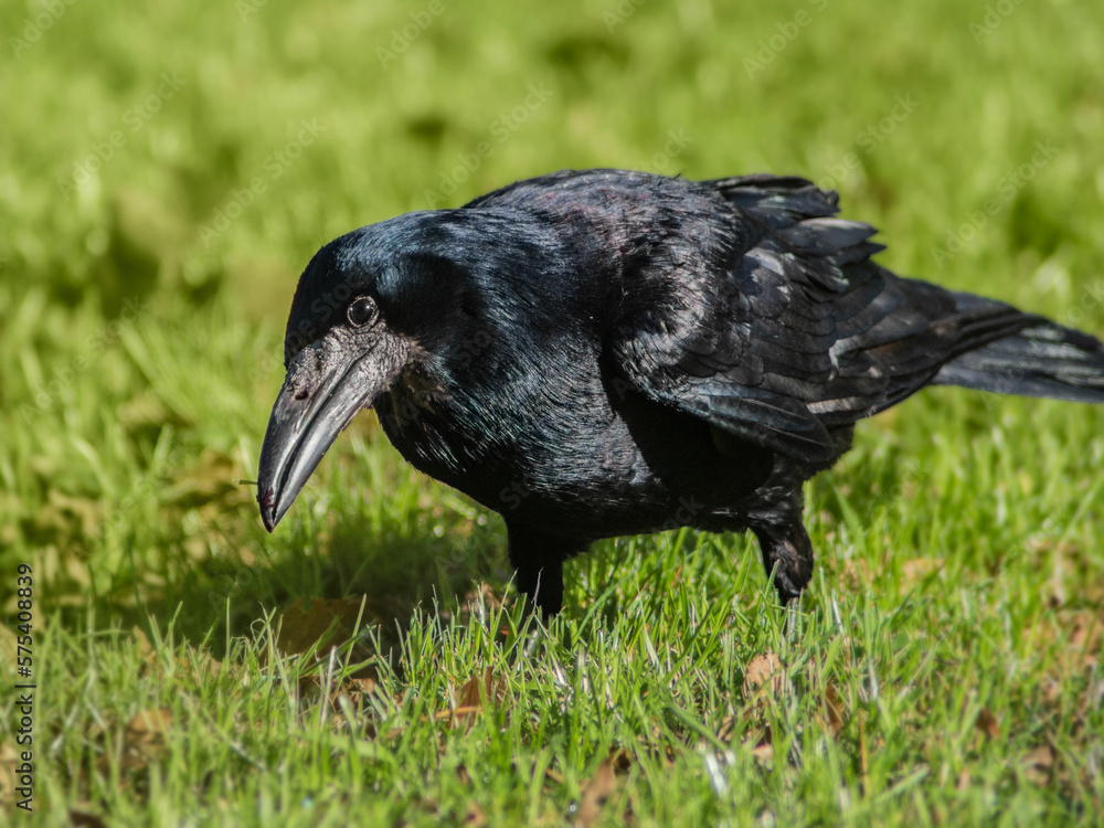 Naklejka premium Close up of friendly crow looking in camera shot from front on a grass background