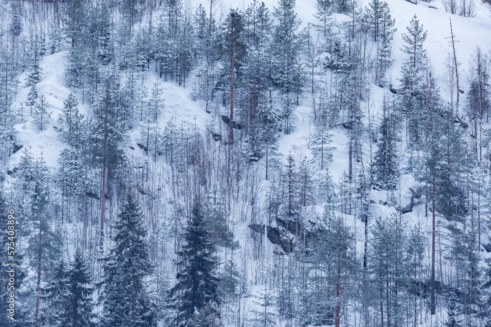 Trees on the mountain cliffs at winter day. Trees on the mountain cliffs at winter day.