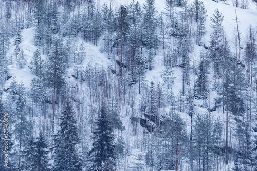 Trees on the mountain cliffs at winter day.