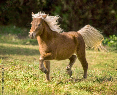 Palomino Shetland Pony trots across meadow © Mark J. Barrett