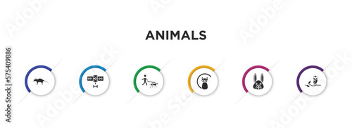 animals filled icons with infographic template. glyph icons such as coati, leash, walking dog, black cat, animal, wise vector.