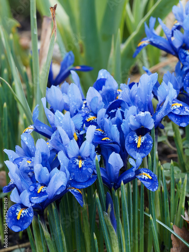 Iris reticulata | Netted irises or golden netted irises. Flowers with blue spatulate and drooping petals with orange-yellow blaze on small stems with tubular, sharply-pointed and ribbed leaves  photo