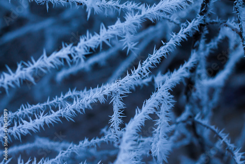 frost on a tree branch, weather phenomena, winter background