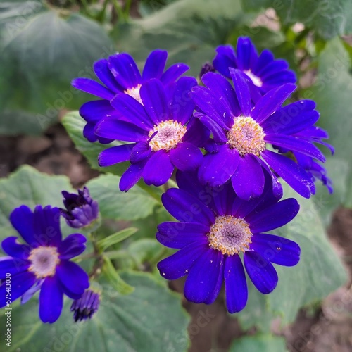 blue and purple flowers