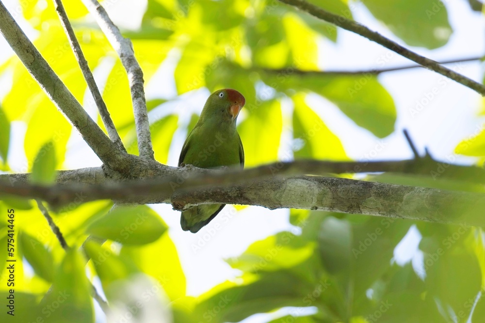 The Sri Lanka hanging parrot (Loriculus beryllinus) is a small parrot which is a resident endemic breeder in Sri Lanka. The Sri Lanka hanging parrot (Loriculus beryllinus) is a small parrot which is a resident endemic breeder in Sri Lanka.