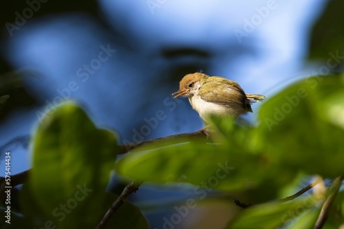 Bild auf Leinwand The common tailorbird (Orthotomus sutorius) is a songbird found across tropical Asia