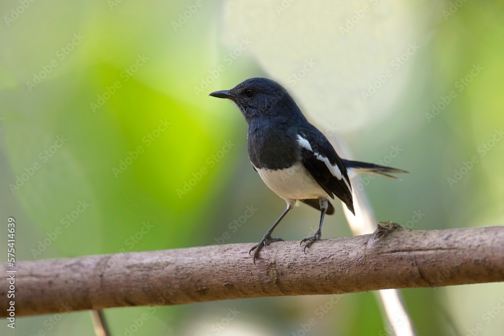 Obraz premium Oriental Magpie-Robin - Copsychus saularis small passerine bird that was formerly classed as a member of the thrush family Turdidae, but now considered an Old World flycatcher