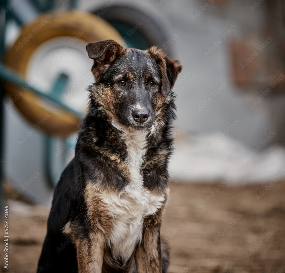 Fototapeta premium Puppy walking on the lawn