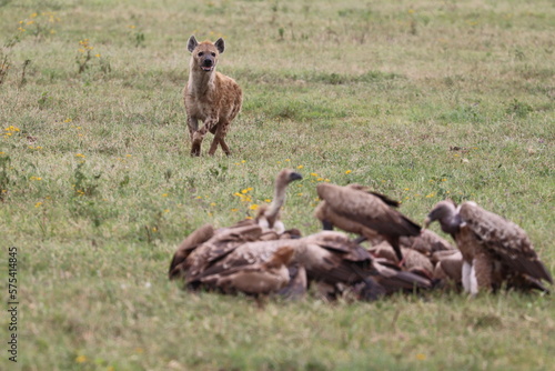 Wallpaper Mural Hyena with vultures Torontodigital.ca