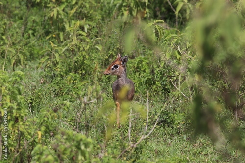 Wallpaper Mural Tanzania dik dik Torontodigital.ca