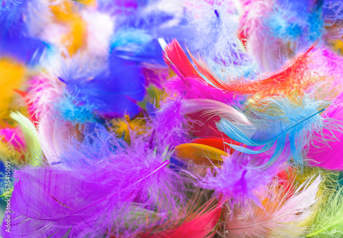 Colorful background  bird feather of different colors