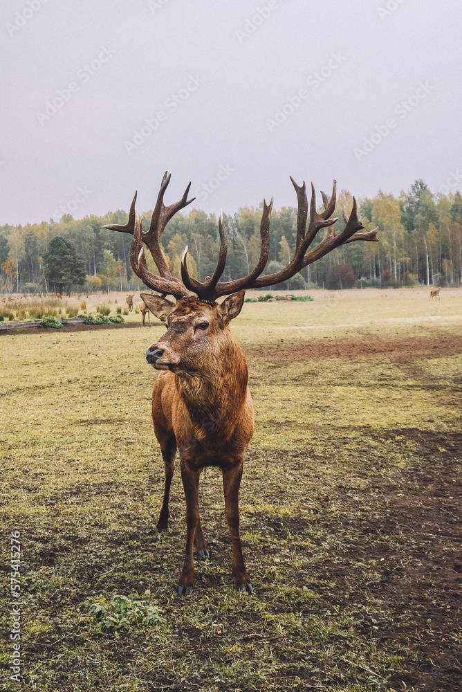 Obraz premium Latvian forests, deer and goat park/garden